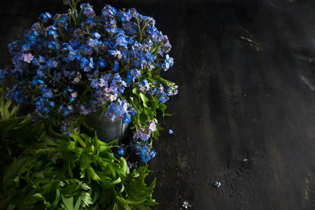 Forget Me Nots Myosotis The Complete Guide Gardening Champion