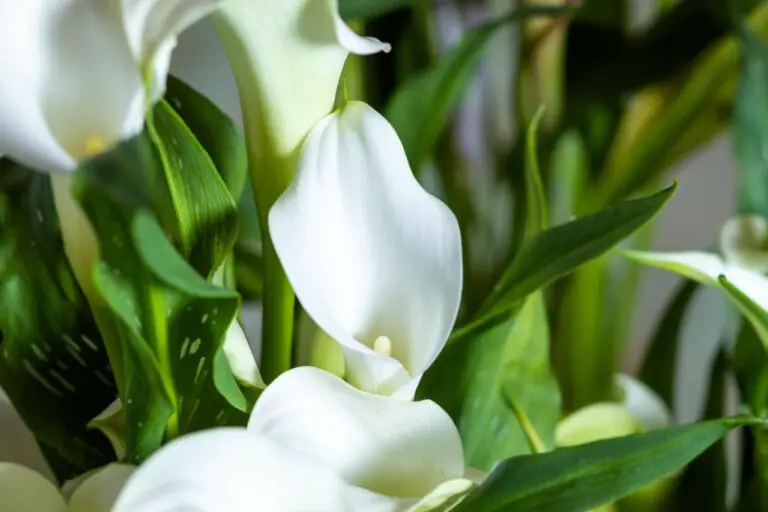 Arum Lily (Arum) - The Complete Guide ⋆ Gardening Champion