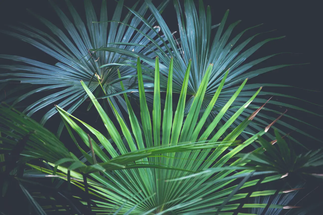 Livistona palm (Livistona)