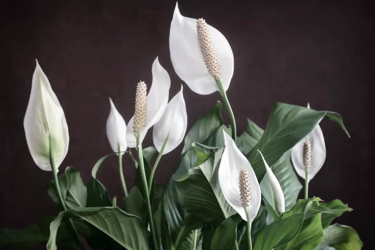 Peace lily (Spathiphyllum)