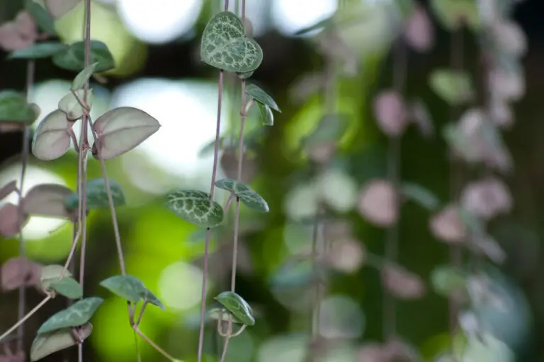 String Of Hearts Ceropegia Woodii The Complete Guide ⋆ Gardening Champion 