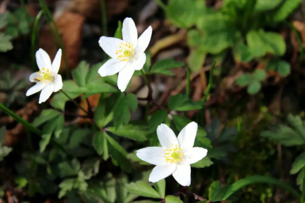 Windflower (Anemone) - The Complete Guide ⋆ Gardening Champion