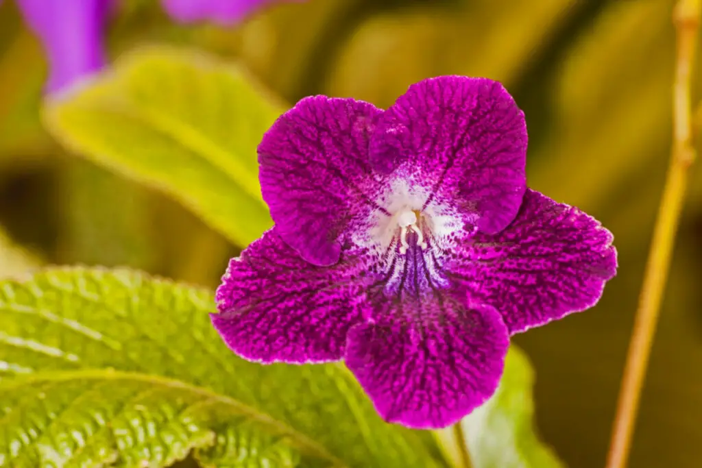Cape Primrose (Streptocarpus) The Complete Guide ⋆ Gardening Champion