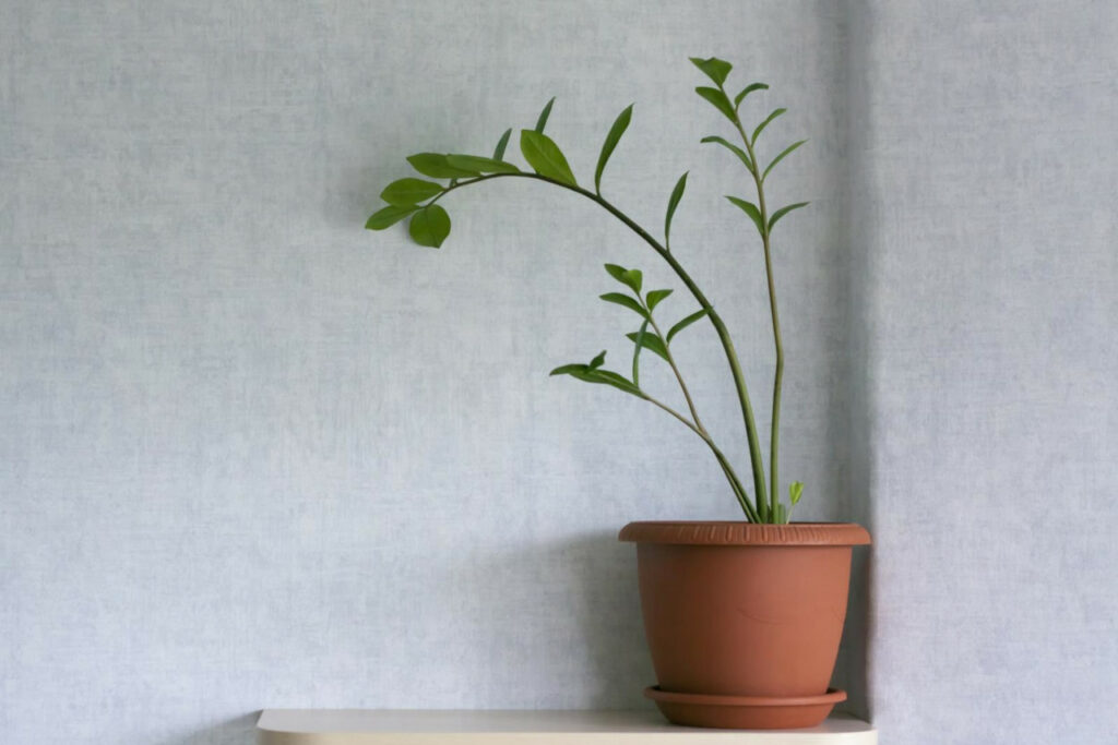 Eternity Plant (Zamioculcas Zamiifolia) The Complete Guide ⋆