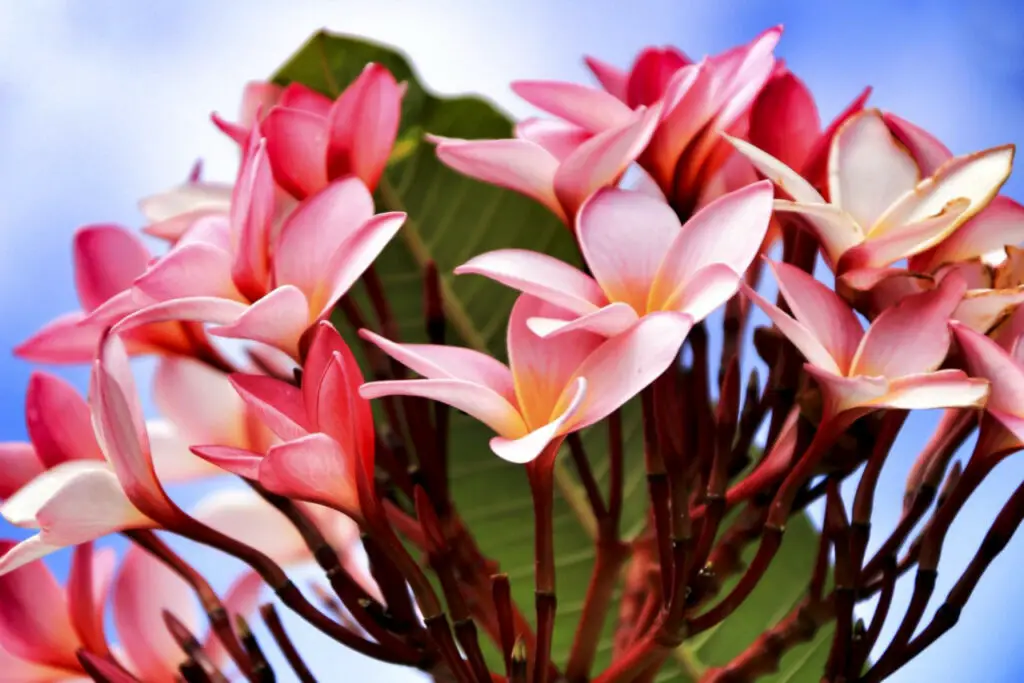 Frangipani (Plumeria) The Complete Guide ⋆ Gardening Champion