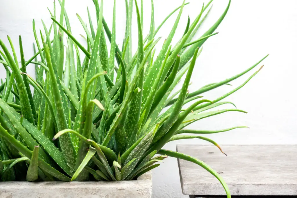 Aloe Vera (Aloe Vera) - The Complete Guide ⋆ Gardening Champion