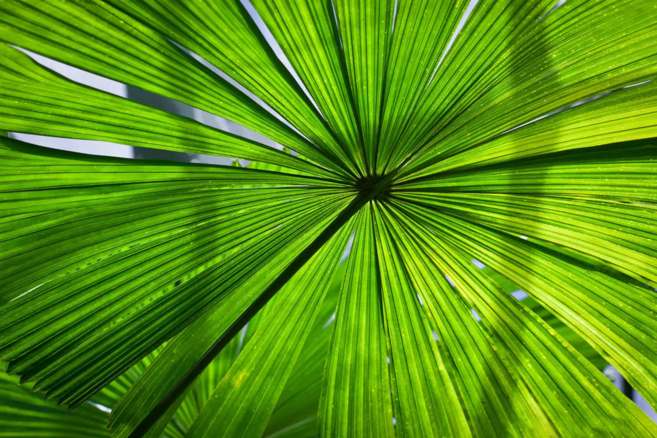 Fan palms (Arecaceae)