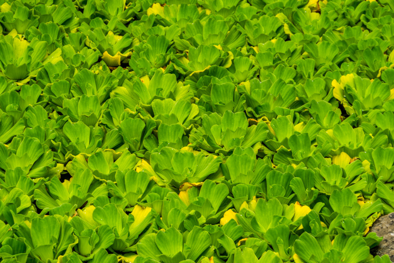 Water cabbage (Pistia stratiotes)