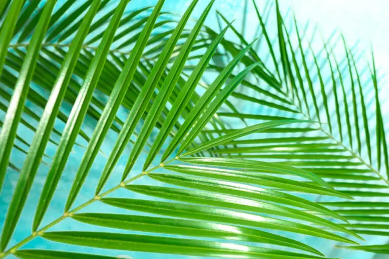 Areca Palm (Dypsis Lutescens) - The Complete Guide ⋆ Gardening Champion