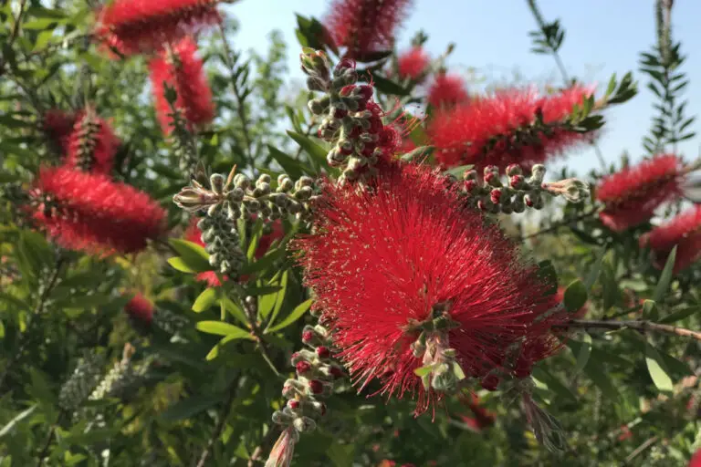Bottlebrush (Callistemon) The Complete Guide ⋆ Gardening Champion