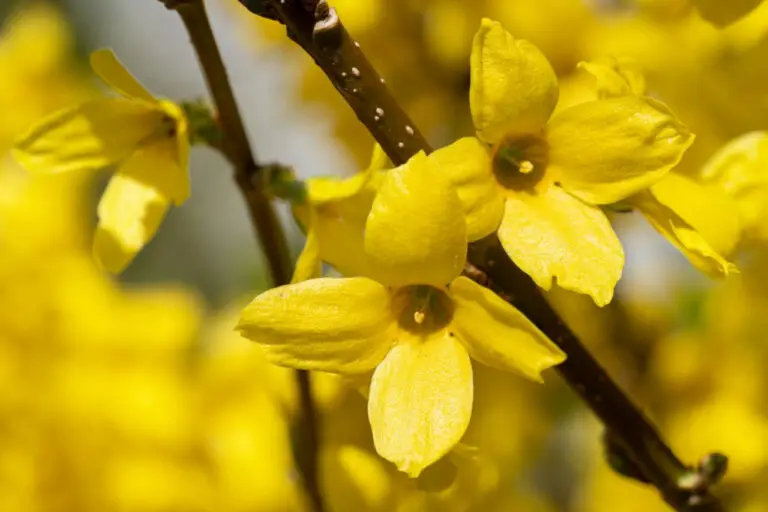 Forsythia (Forsythia x intermedia) - The Complete Guide ⋆ Gardening ...