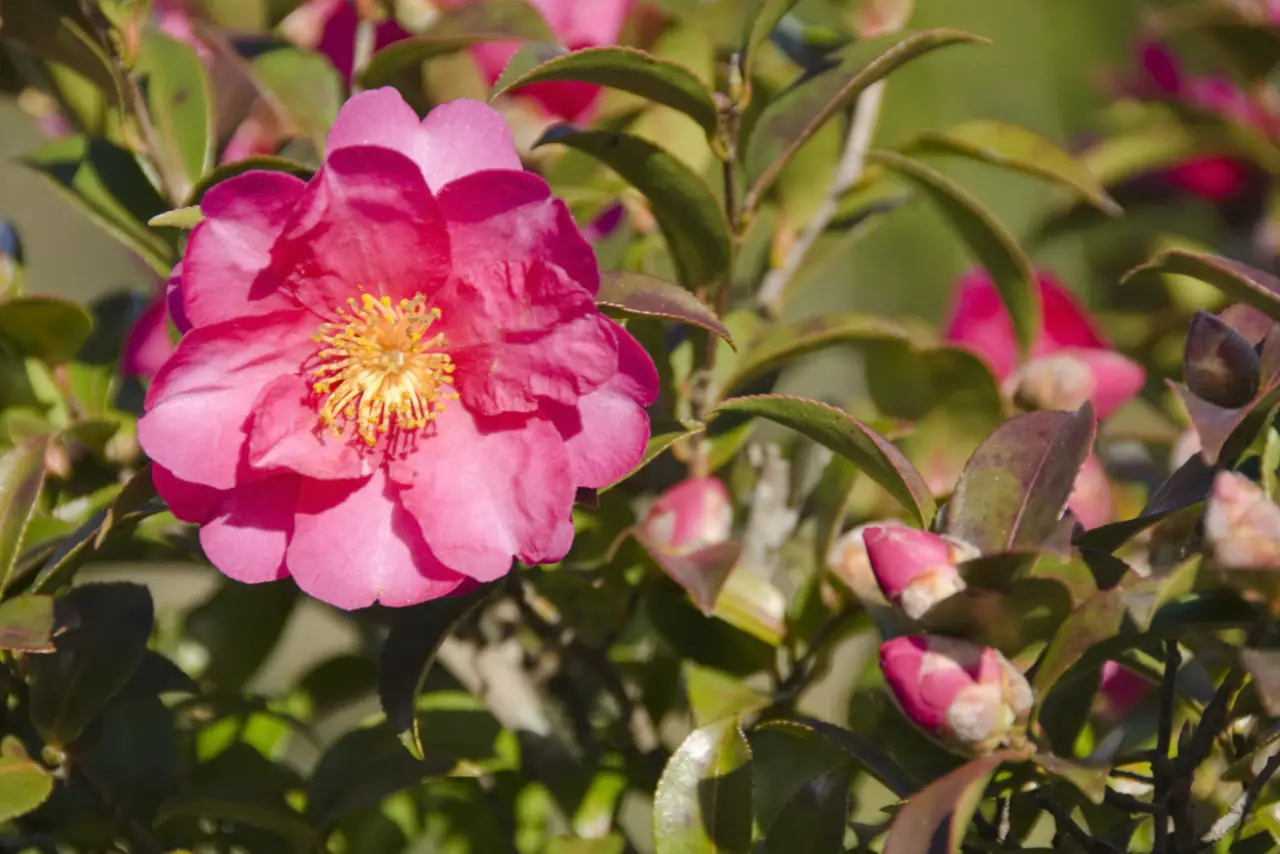 Japanese camellia (Camellia japonica)