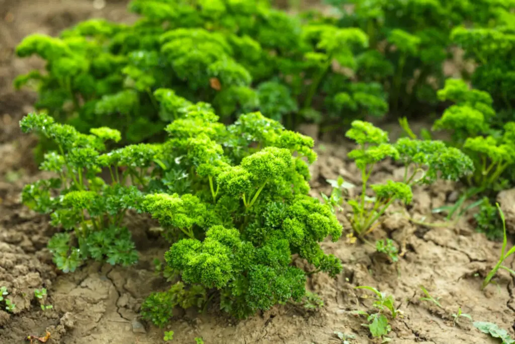 Can You Still Eat Parsley When It Starts to Bloom? ⋆ Gardening Champion