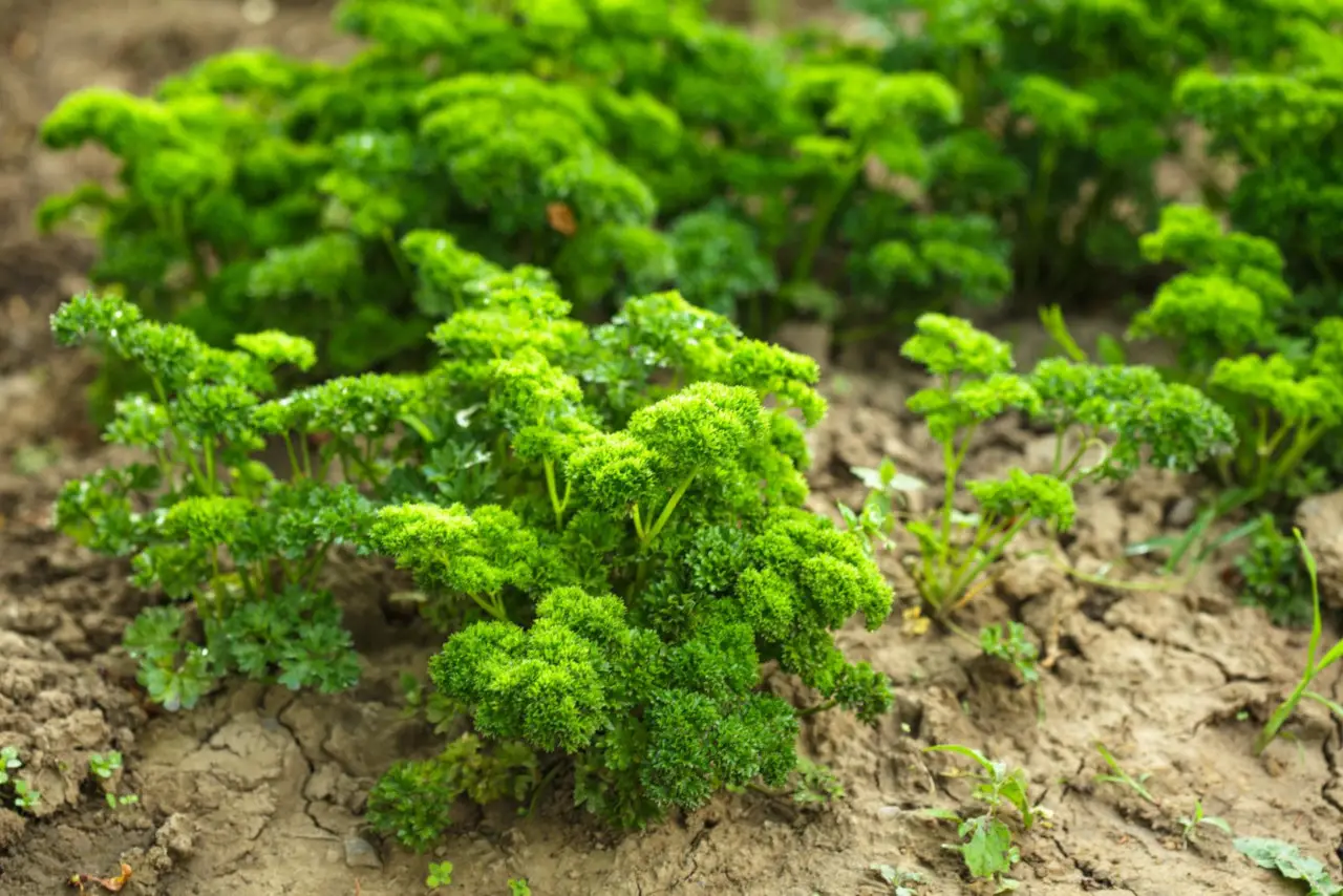 Do not eat parsley when it starts to bloom
