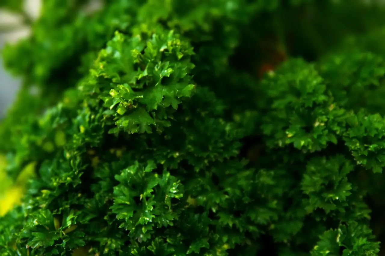 Parsley is easy to care for