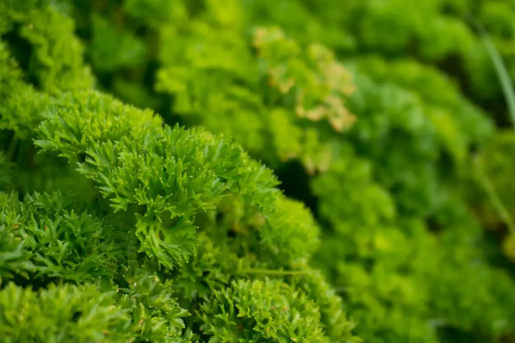 Is Parsley Frost Hardy? ⋆ Gardening Champion