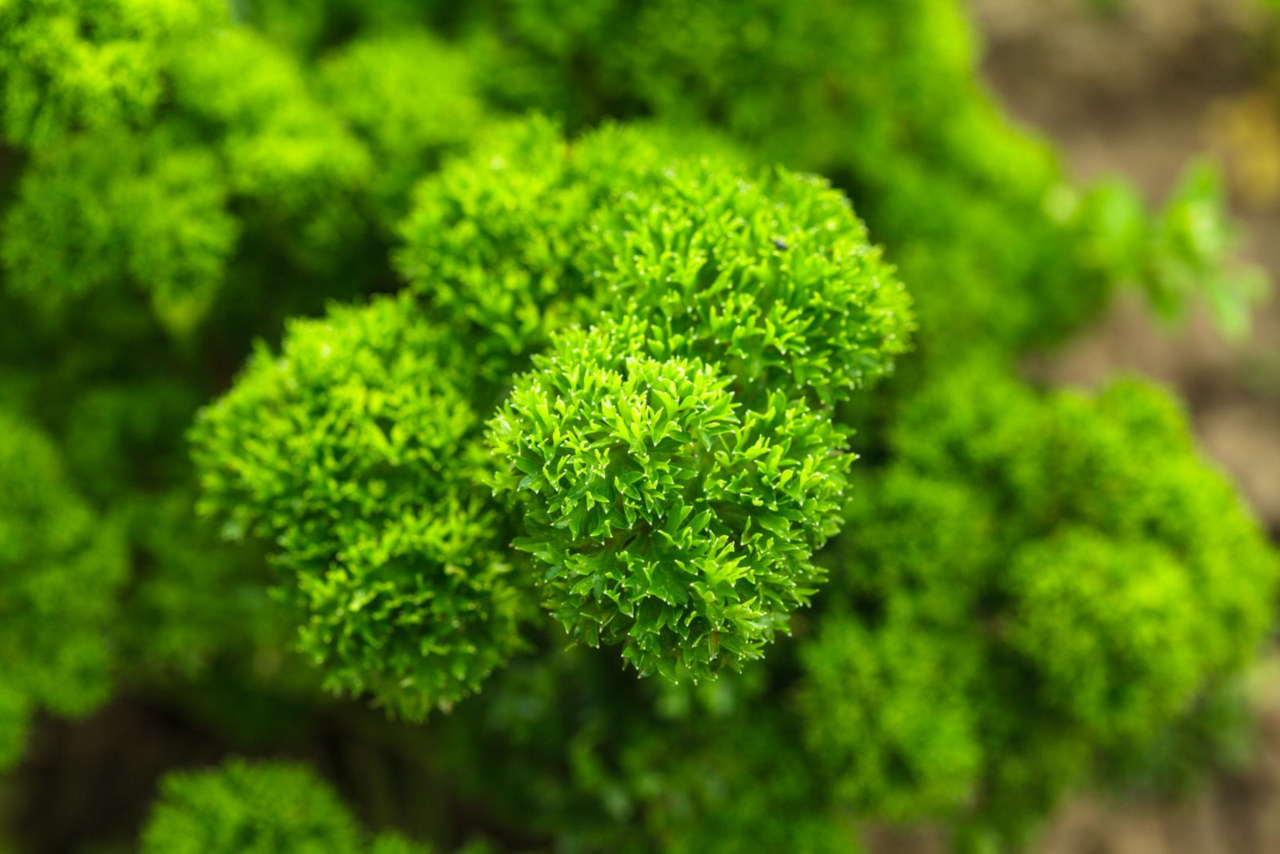 Parsley is relatively easy to plant and grow