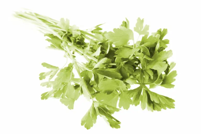 Why Does My Parsley Turn Yellow? ⋆ Gardening Champion