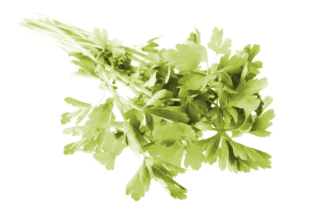 Parsley can turn yellow