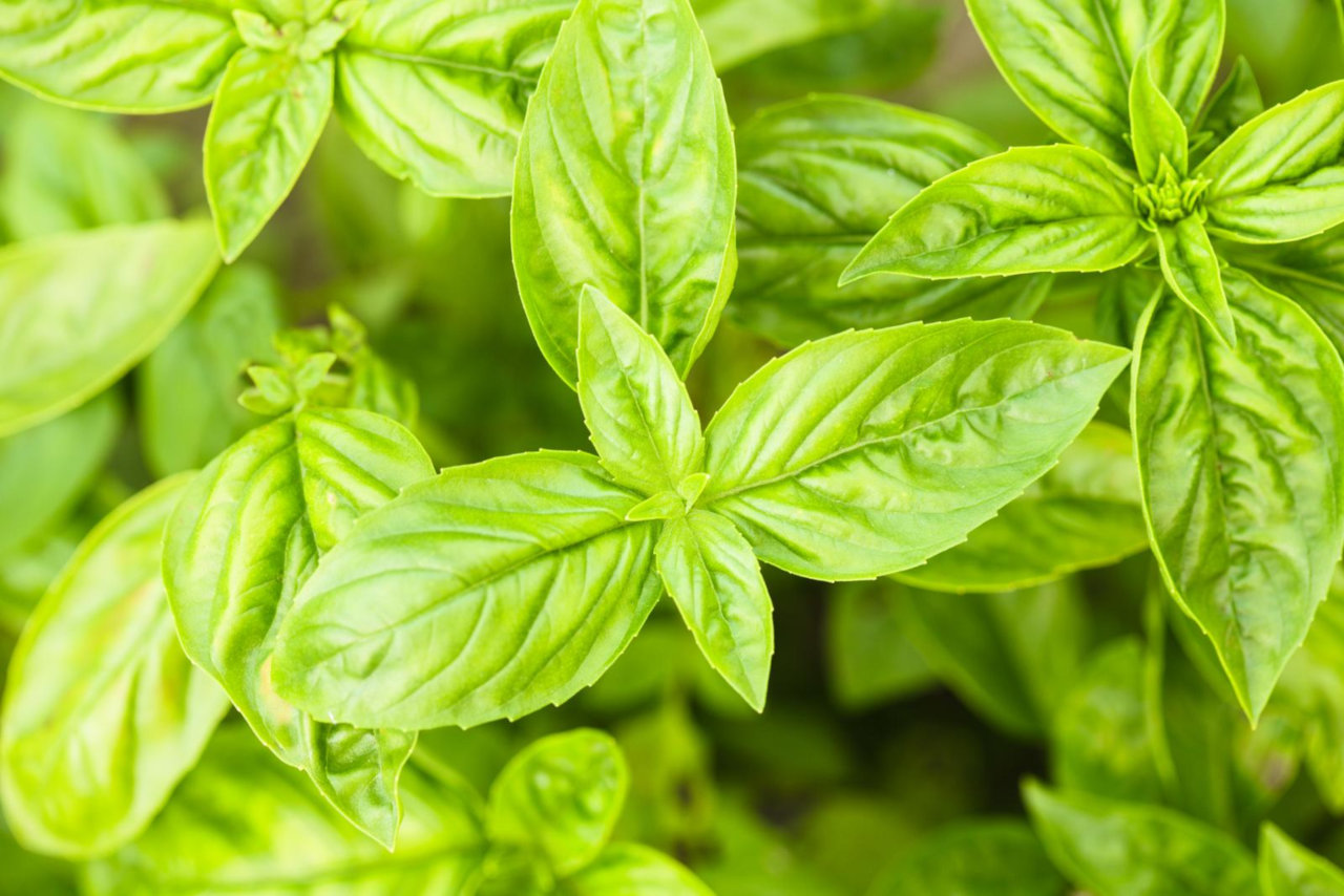 Basil care is relatively easy