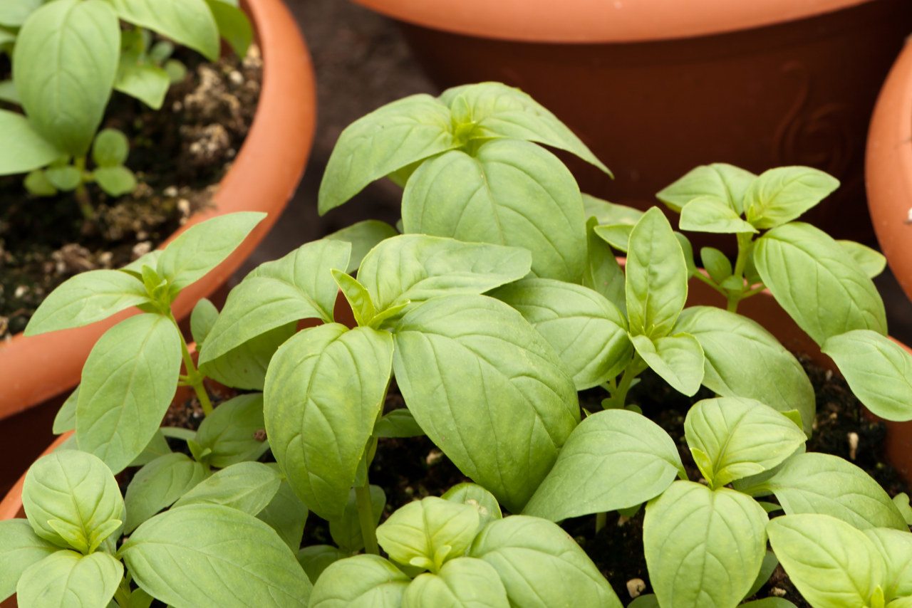 Basil cuttings can be used for propagation