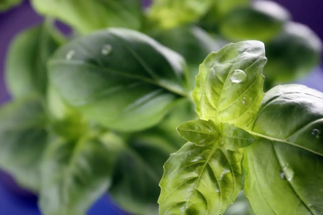 It is important to fertilize basil regularly