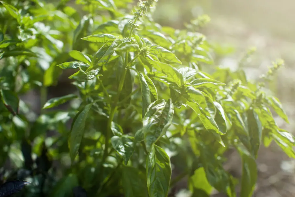 How to Plant Basil Outdoors ⋆ Gardening Champion
