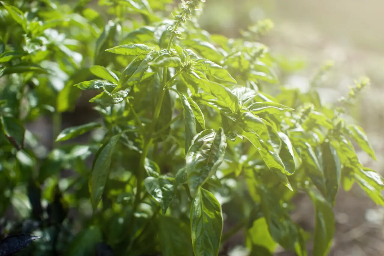 Plant basil outdoors when the temperatures are right