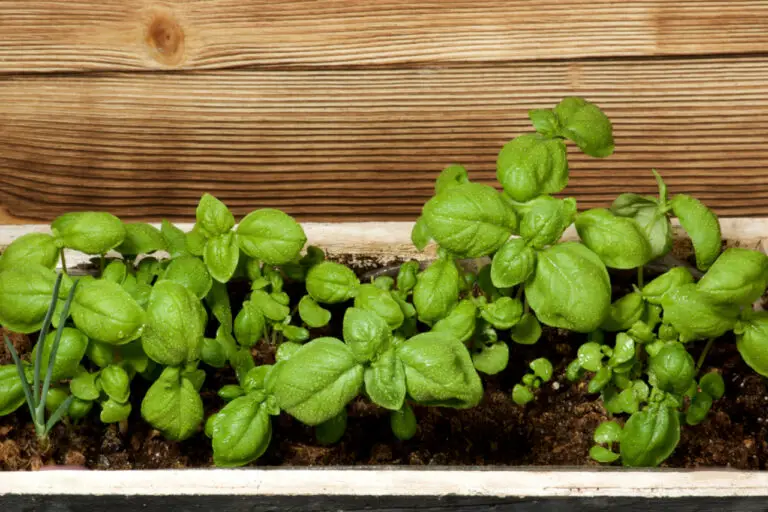 What Really Matters When Planting Basil ⋆ Gardening Champion