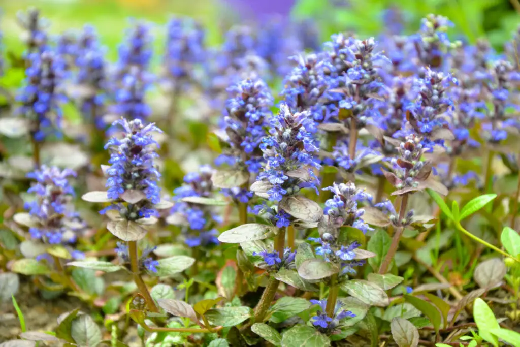 Bugleweed (Ajuga) - The Complete Guide ⋆ Gardening Champion