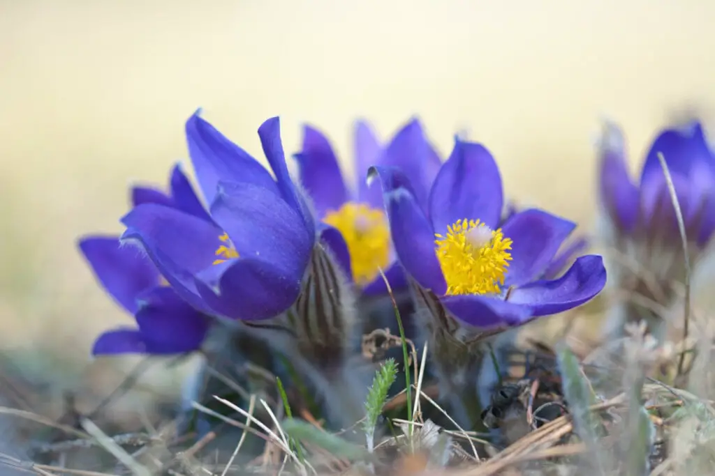 Pasque Flower (Pulsatilla) - The Complete Guide ⋆ Gardening Champion