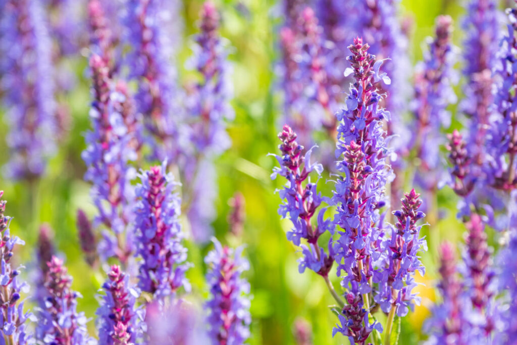 Is Woodland Sage Edible? ⋆ Gardening Champion